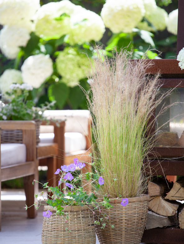 Mexican Feather Grass and Geranium Rozanne is a perfect pairing.